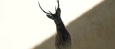 Event-Image for 'The Wild Defending Itself'