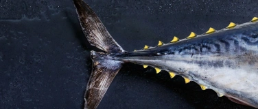 Event-Image for 'Adriatic Bluefin Tuna Cutting Show'