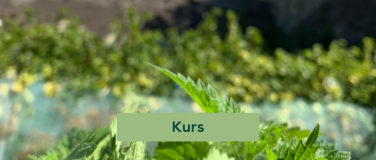 Event-Image for '#unkraut essen statt j&auml;ten'