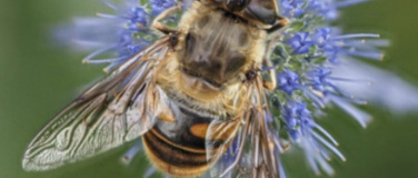 Event-Image for 'Vertiefungskurs - Schwebfliegen'