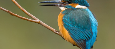 Event-Image for 'Vogel des Jahres 2026: Der Eisvogel'