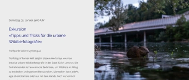Event-Image for 'Tipps und Tricks f&uuml;r die urbane Wildtierfotografie'