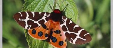 Event-Image for 'Von Spinnern und Spannern Für mehr Biodiversität im Siedlung'