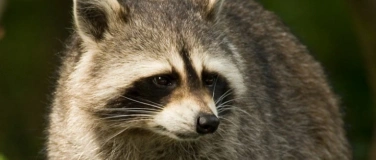 Event-Image for 'Vortrag «Der Waschbär – ein Neubürger mit Konfliktpotential»'