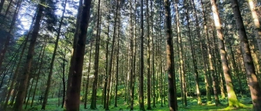 Event-Image for 'Waldbaden - Achtsam durch den Wald'