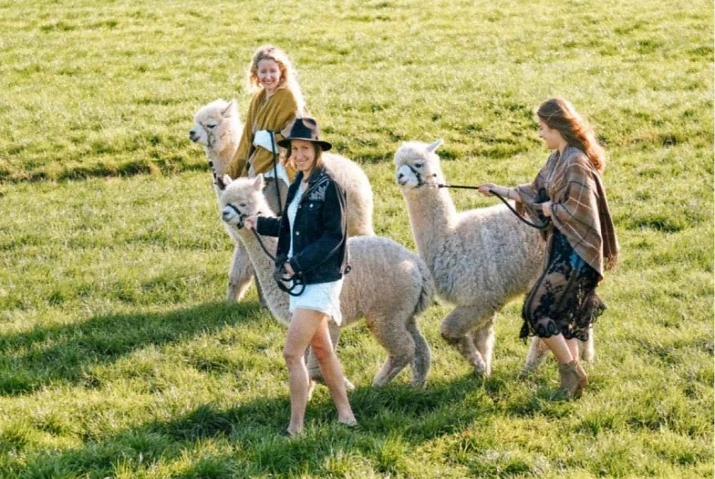 Alpaka Wanderung - bei Stade/Hamburg Waytalla Alpakas, Wei&szlig;enmoor 11a, 21709 D&uuml;denb&uuml;ttel Tickets