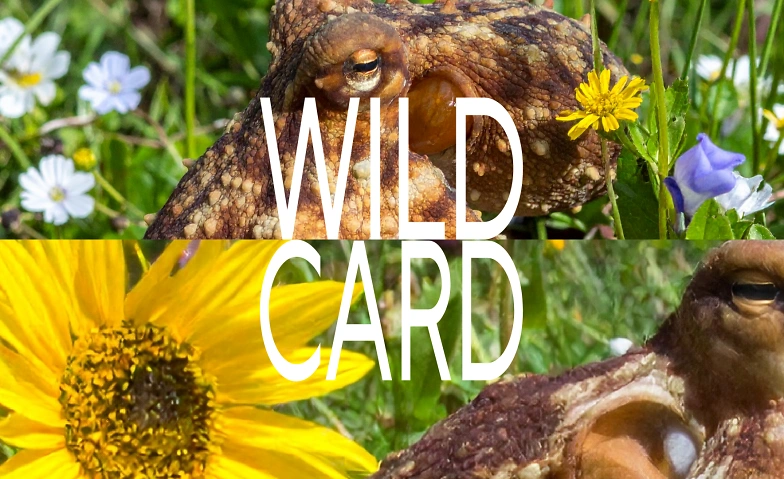 Event-Image for 'Wild Card im M&auml;rz'