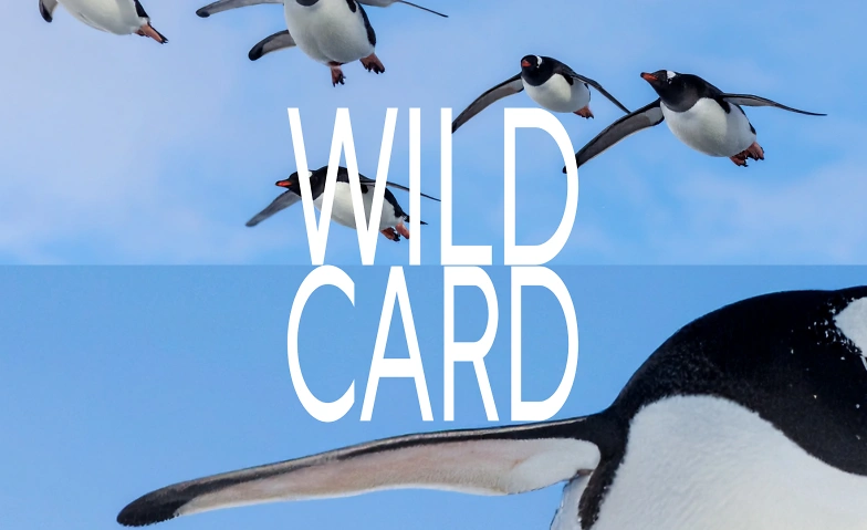 Event-Image for 'Wild Card'