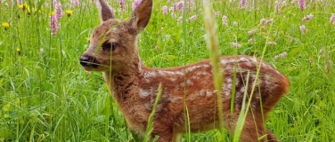 Event-Image for 'Film-Event mit BirdLife Glarnerland "Die Wiese"'