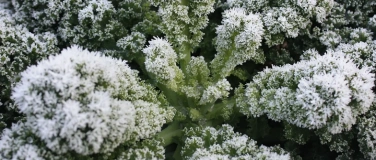 Event-Image for 'PSR Kurs: Wintergemüse für Balkon und Garten'