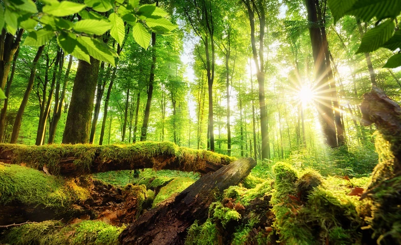 Event-Image for 'Abenteuerliche Waldwoche in den Sommerferien  7.-11. Juli 2'