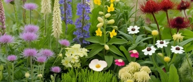 Event-Image for 'WORKSHOP: Heimische Stauden im Garten'
