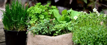 Event-Image for 'Kr&auml;uter-WORKSHOP'