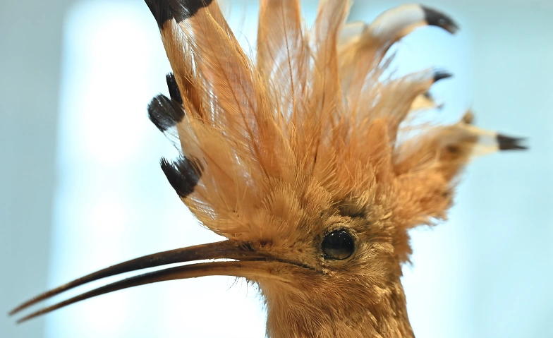 Zwergliführung «Federkleid» Tickets