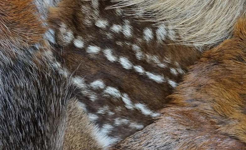 Event-Image for 'Zwergliführung «Flauschige Felle»'